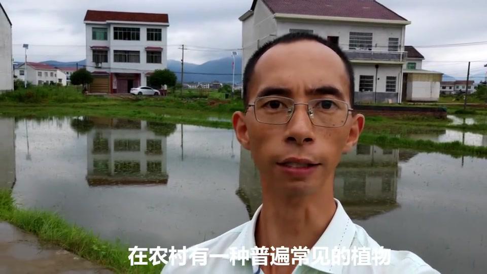 “空心莲子草”认识吧！农村常见的一植物，看看有多少人了解