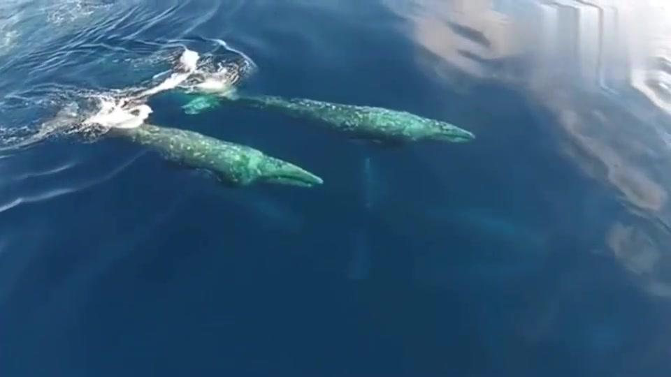 航拍虎鲸猎杀灰鲸死亡撞击,鲜血四溅,1分26秒高能