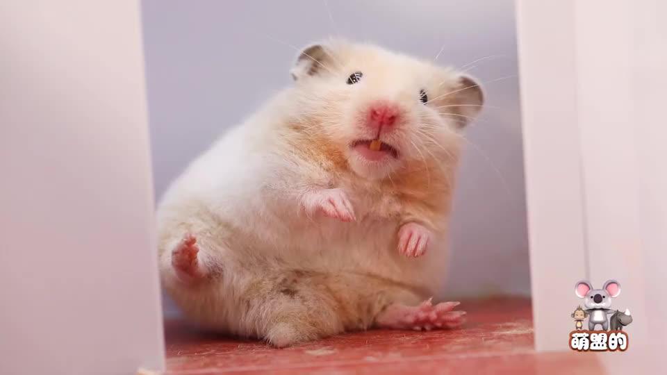 仓鼠蹲直播睡着被吓醒,脑海里全是买买买