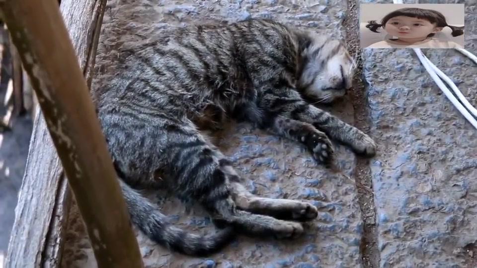 狸花猫:此时此刻,我已经是一只"死猫"了