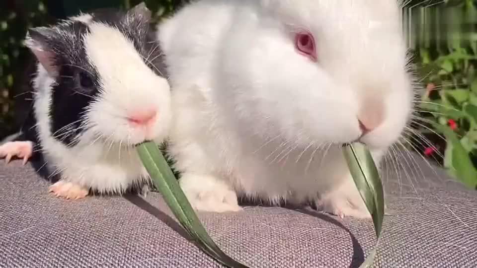 荷兰猪跟兔子吃一根草,来看看谁吃的快