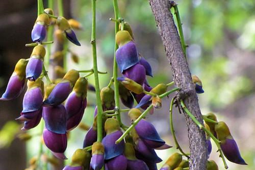 山植_山植最新消息,新闻,图片,视频_聚合阅读_新浪网