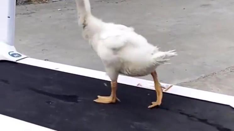 迈克杰克逊的忠实粉丝鸭,这个太空步走的怎么样?