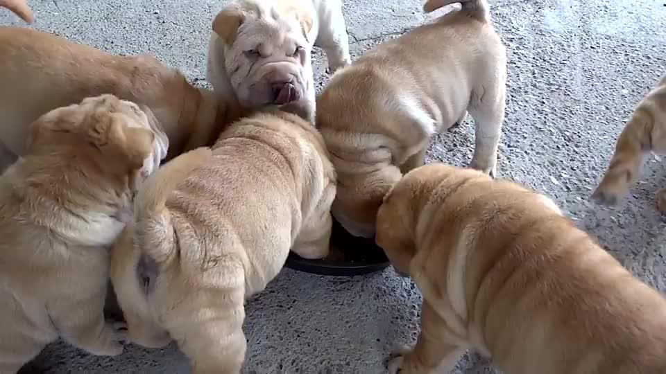 一群小狗在吃饭,吃的太香了,让人都忍不住咽口水