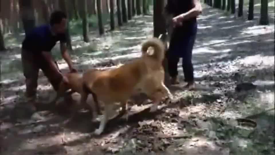 面对体重是自己两倍多的坎高犬 比特犬顽强猛攻并凭借体力翻盘 面对体重是自己两倍多的坎高犬 比特犬顽强猛攻并凭借体力翻盘
