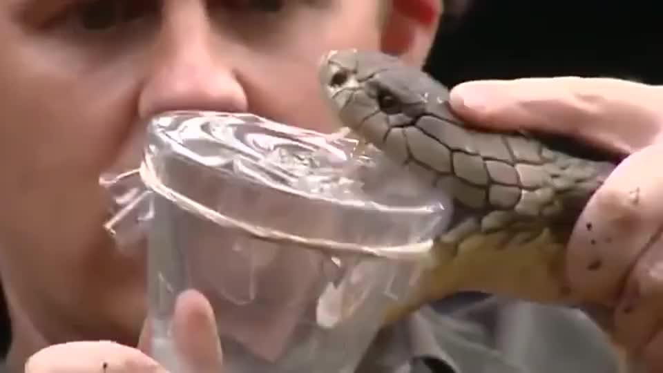 在垃圾桶里抓到眼镜王蛇,这货喷出的毒液可以毒死一群成年大象!