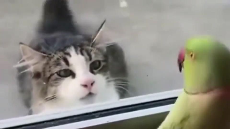 鹦鹉的智商真的比猫要高好多呀!看鹦鹉都把猫逗傻了!_新浪新闻