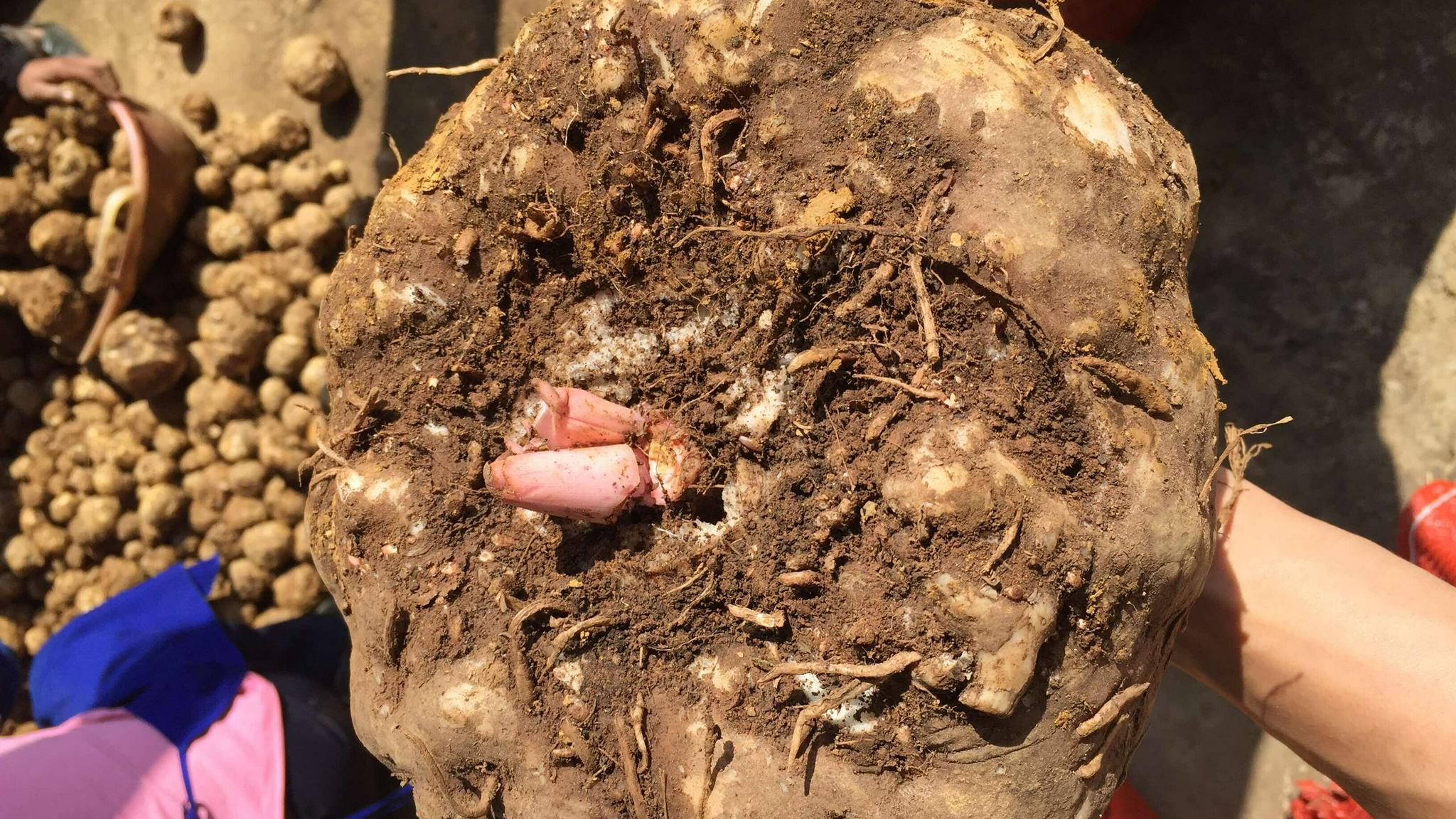 魔芋种久了越长越小,得自己培育种子了,手把手教你