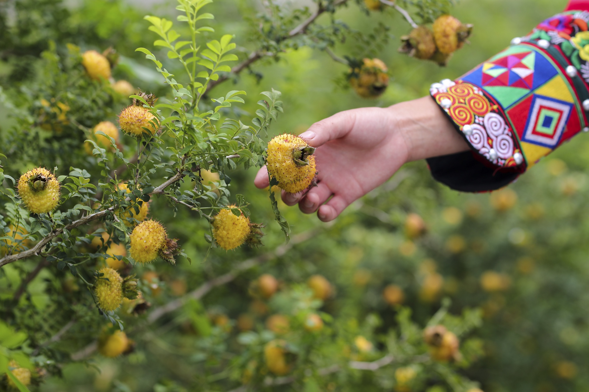 贵州最火的"沟",种植了上万亩"炎黄圣果",游客直呼开眼界