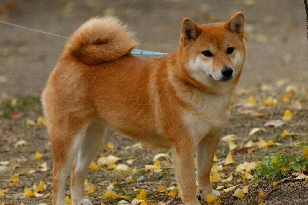 "卷尾巴"的狗狗,为什么很多人养?其实有7个原因