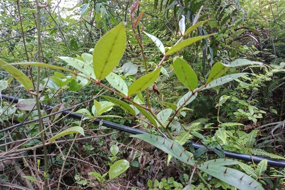 它便是珍贵的"两面针",请看清外貌,别拔掉,当前40元一斤