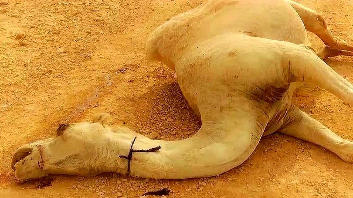 为什么沙漠中的死骆驼不能碰?非洲小伙不听,镜头记录全过程