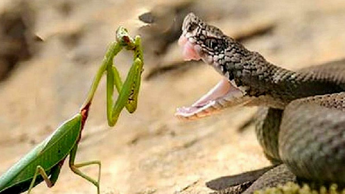 为何螳螂能将凶残的毒蛇杀死?它战斗力有多强,看完大开眼界