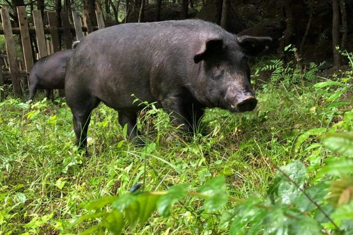 以树代粮 猪肥民强|产业链|构树|贫困户_新浪新闻