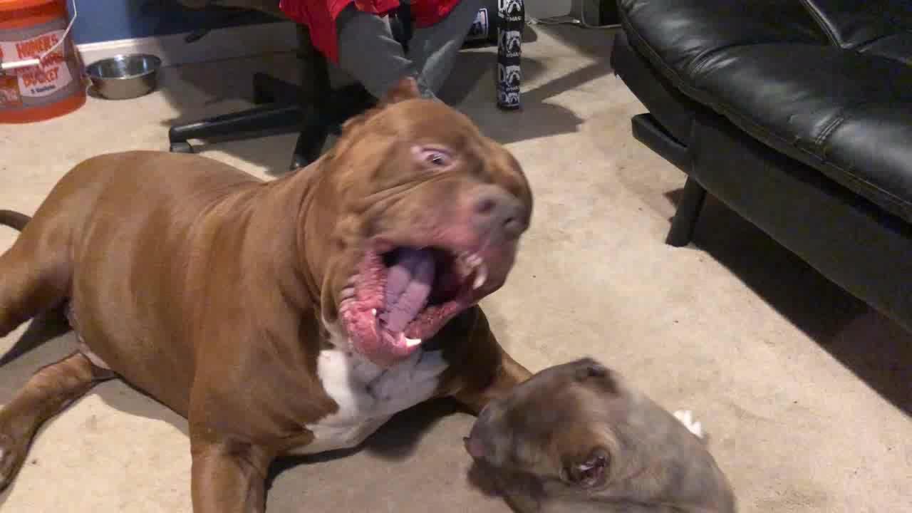 巨型恶霸犬浩克陪它的孩子小金刚玩耍