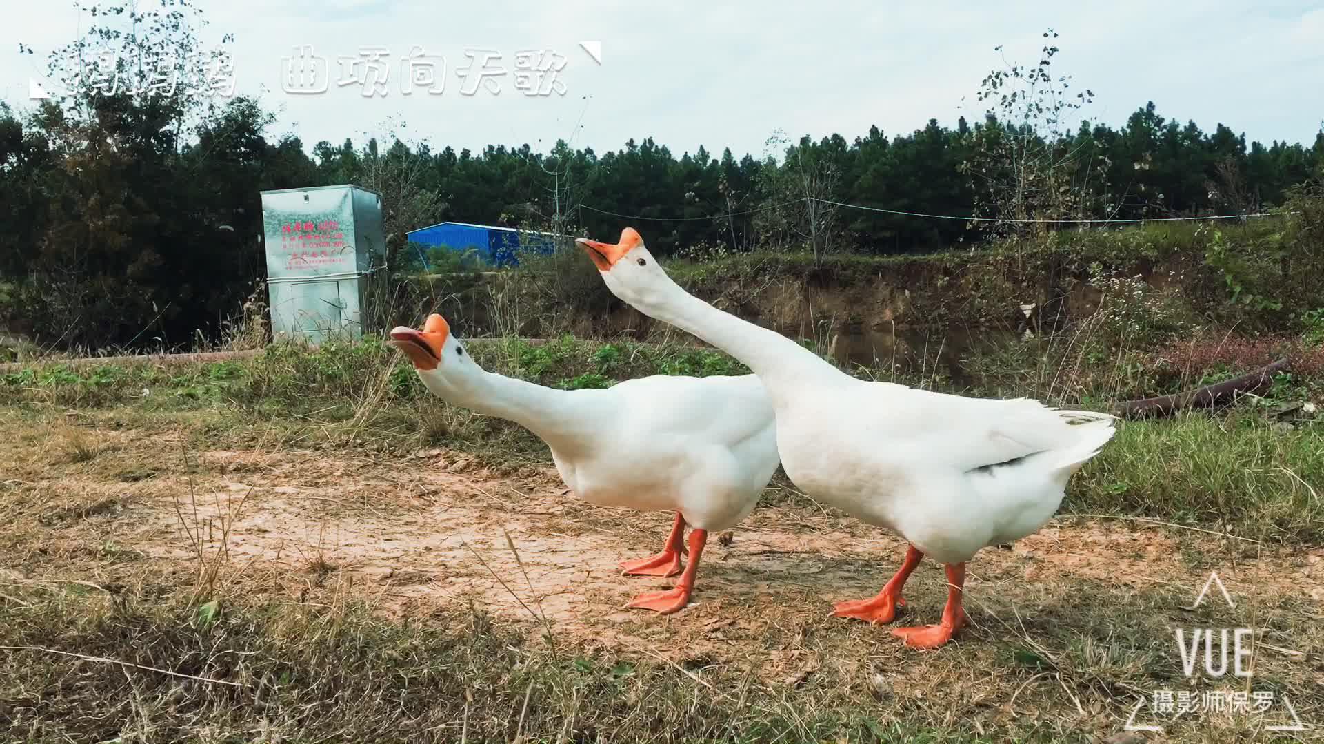鹅鹅鹅 曲项向天歌
