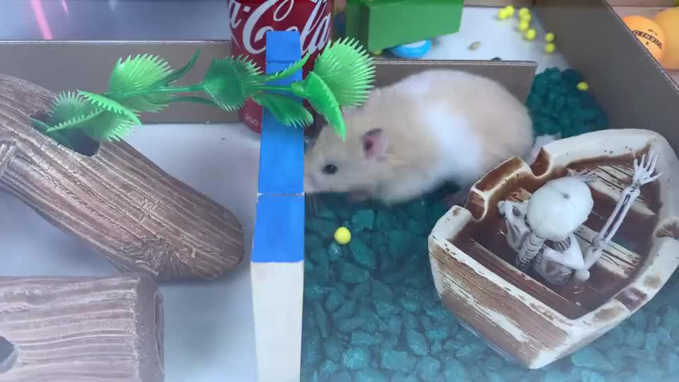 可爱的仓鼠挑战神奇的水族馆迷宫,成功后可以坐热气球回家