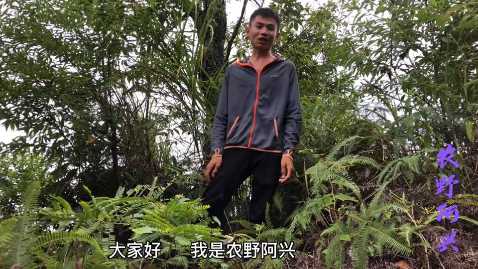 你们说这窝是逃蜂还是分蜂呢看样子又是一窝强群心情美滋滋