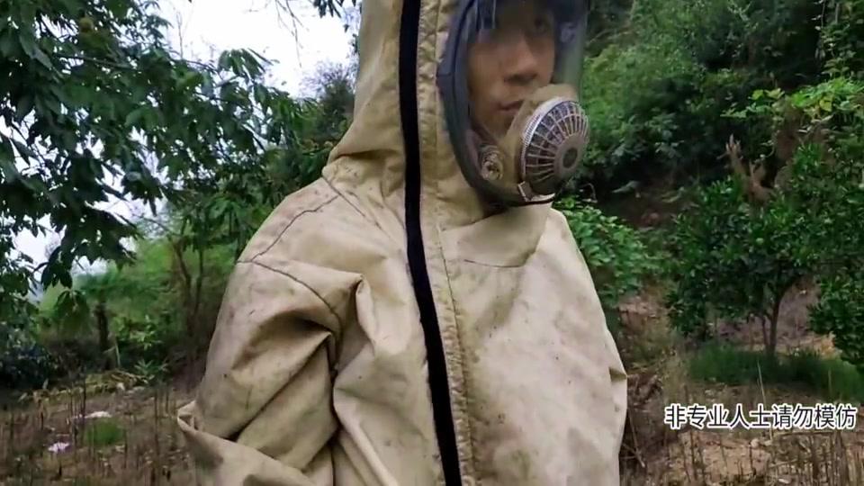 民间专业捕蜂人就是厉害,如此抓虎头蜂,令人惊奇不已