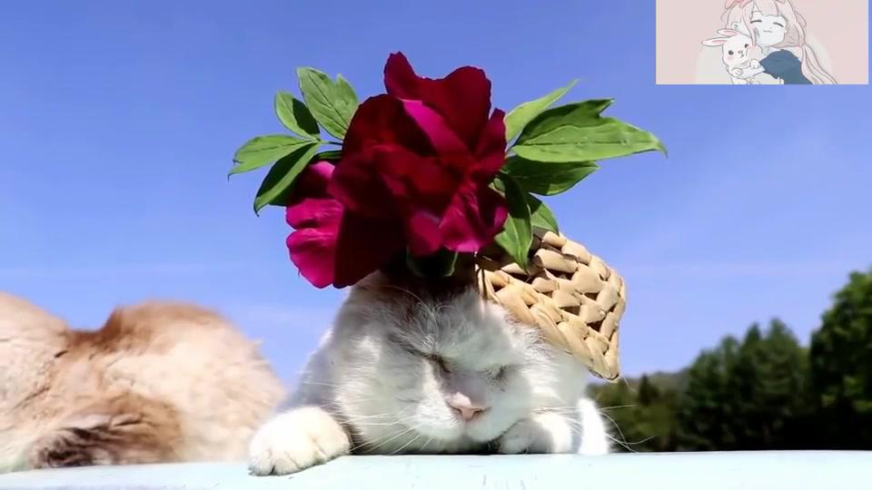 超级网红猫,头戴大红花扮名媛,慵懒晒着日光浴