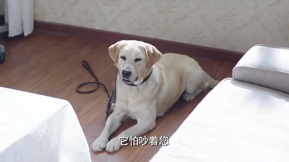 警花带警犬回家被妈妈逼着相亲警犬还会点头答应真萌翻了