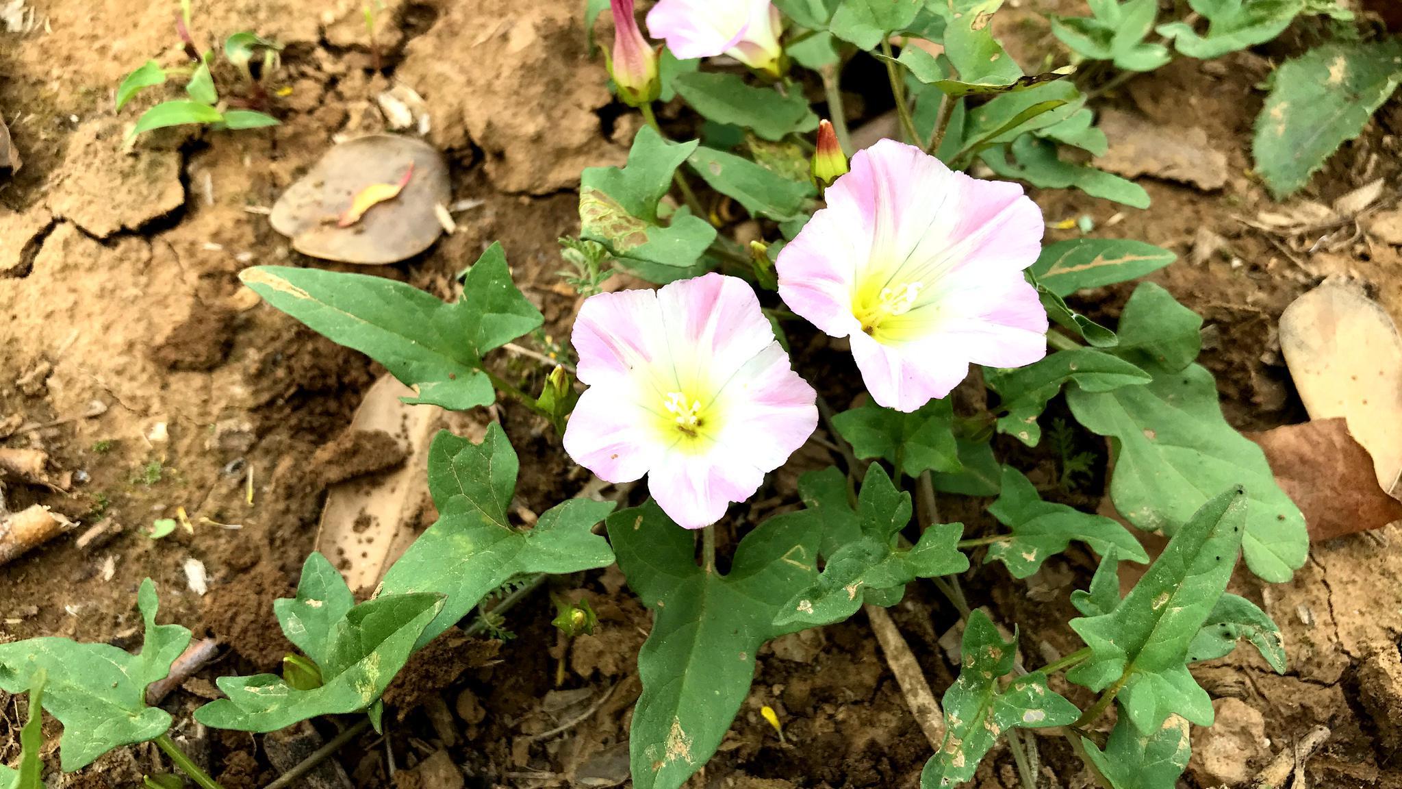 牙疼草打碗花,会让小孩打破碗吗?没想到捣碎价值这么高!