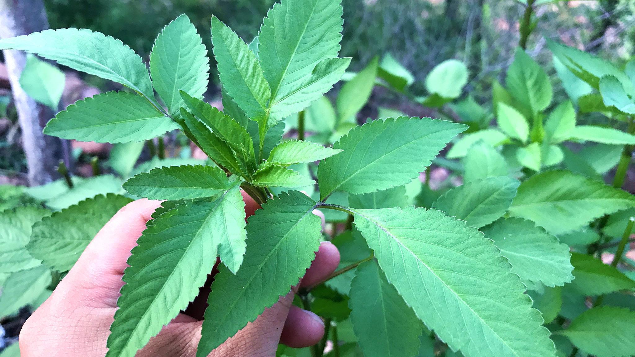 农村路边的鬼针草,没想到它的价值这么高?今天终于找到了