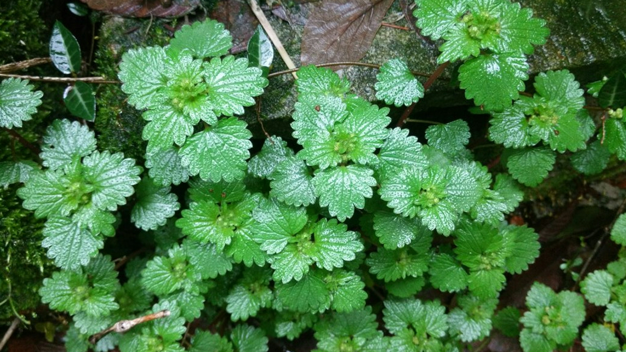 中药材"风轮菜",曾经随处可见,如今很少见到了,你认识吗?