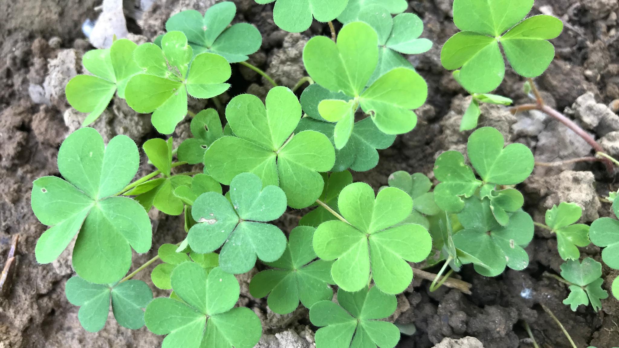 农村路边的醋浆草到底有啥好价值难怪这么火