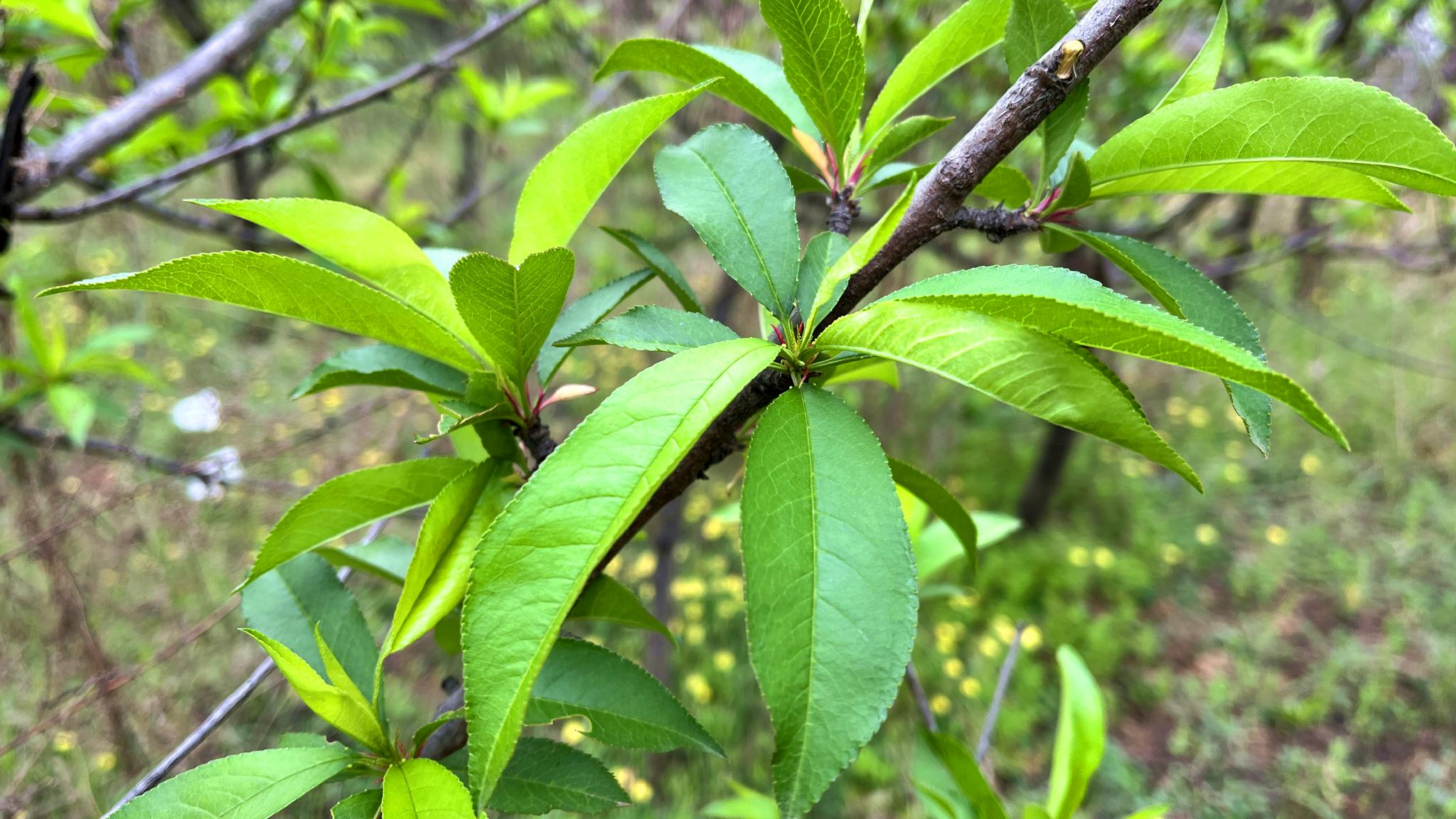 桃树叶比桃子还值钱,好多人不知它的珍贵?摘点回家