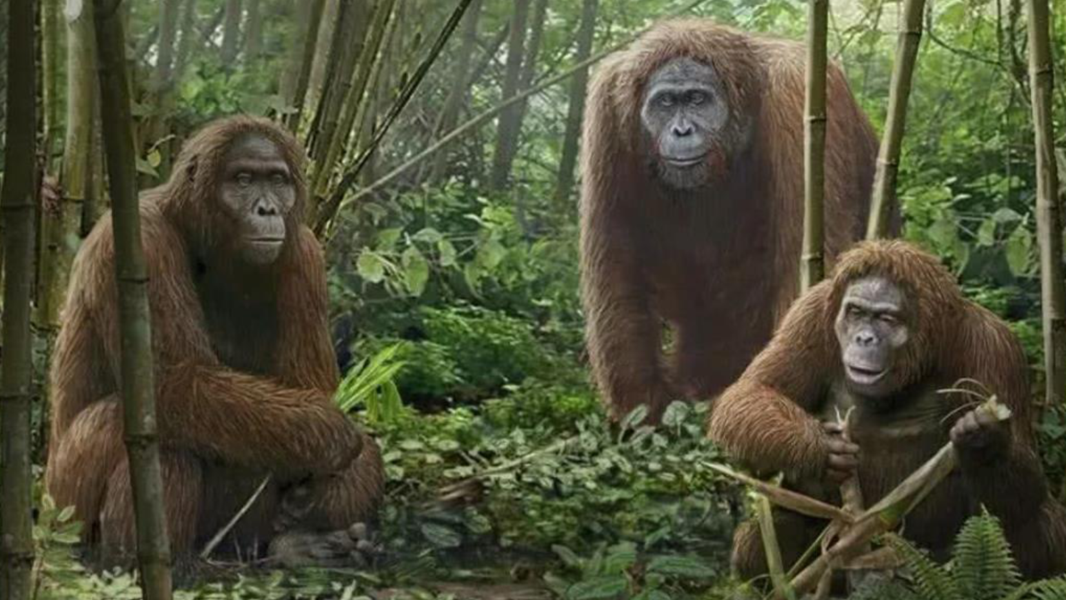 3米高巨猿没能进化成人,只因竞争激烈,人类将"表亲"赶尽杀绝