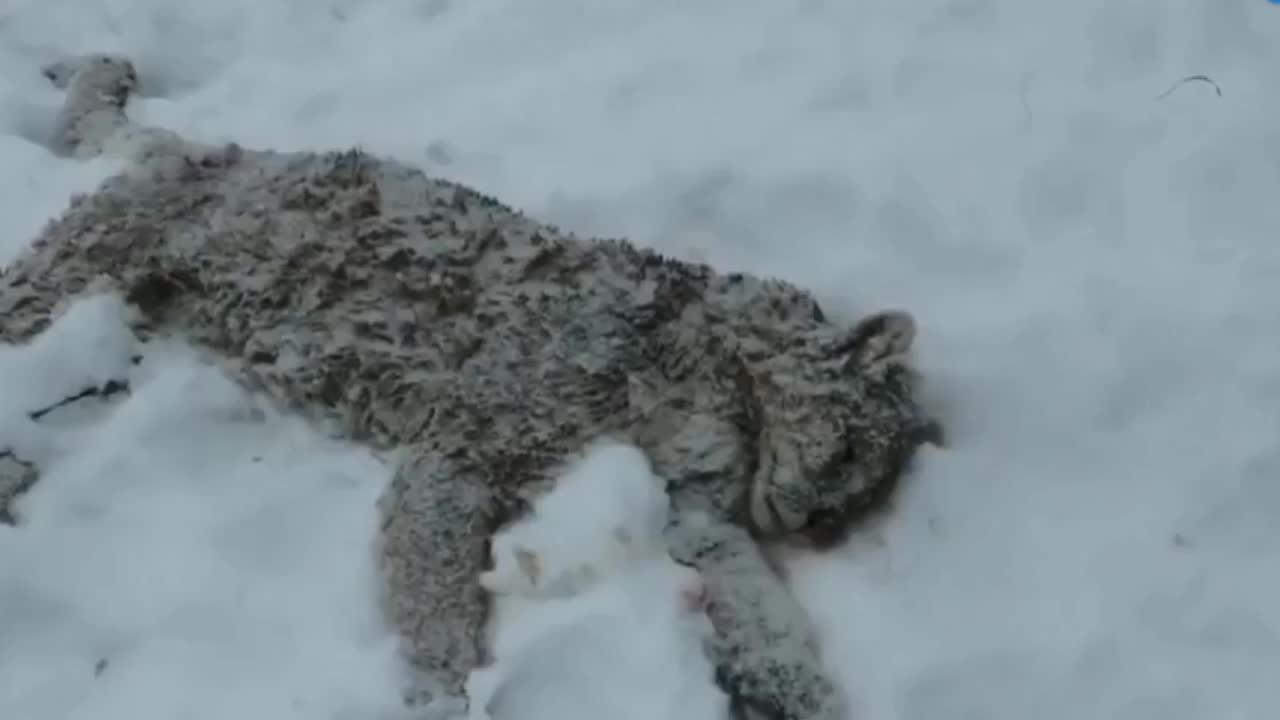 雪豹捕食不慎失足坠崖,被人发现时,已经成了这副模样