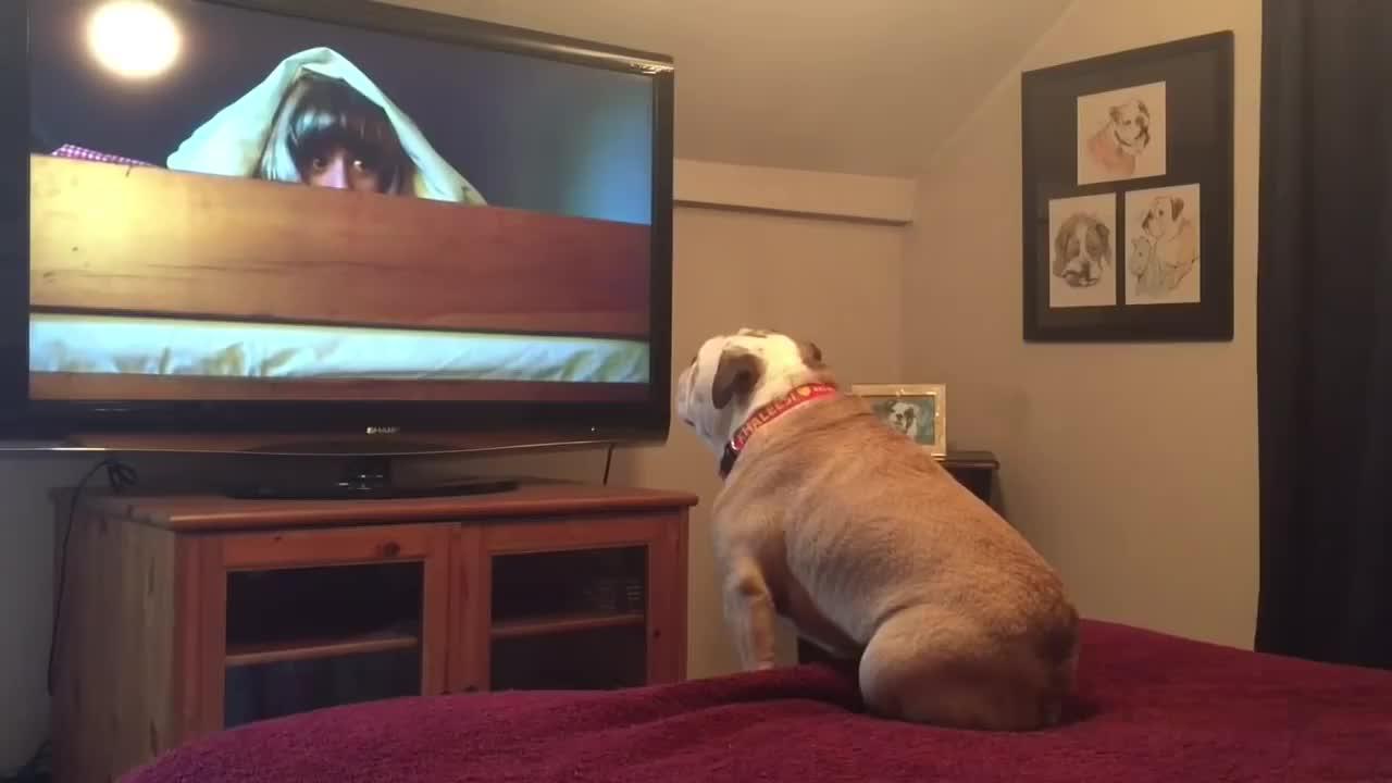 这狗子 不仅会看电视 连故事情节都懂了