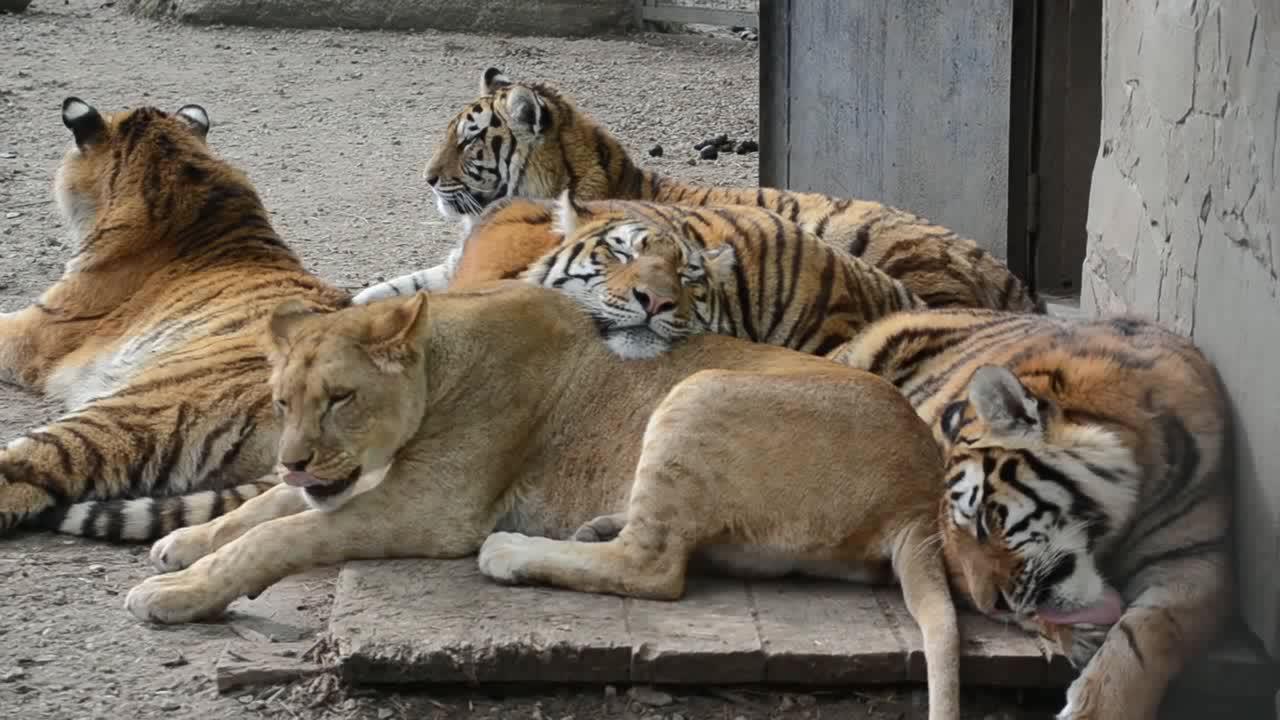 母狮与老虎打成一片,在一起休息,让老虎当了枕头