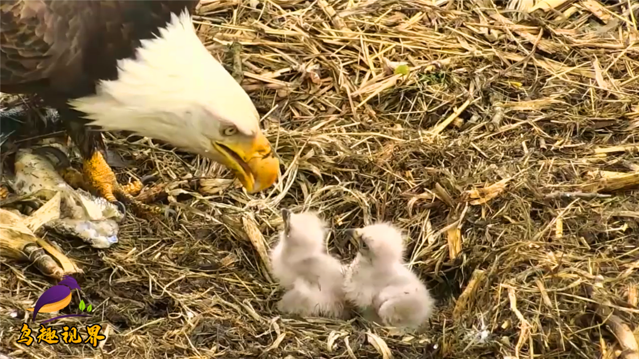 两只鹰宝宝真乖,在巢里不打不闹,认真等待鹰妈喂食