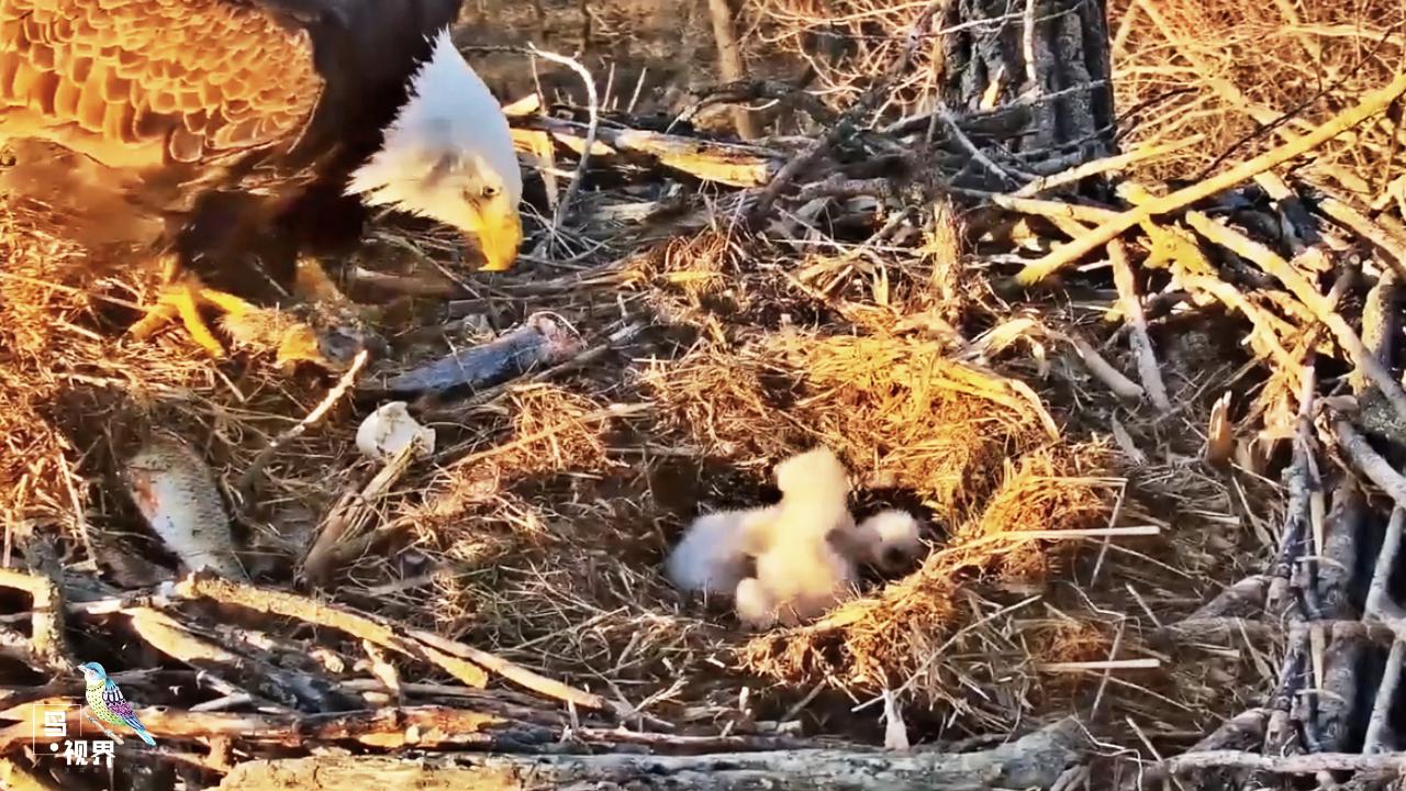 老鹰育雏:游隼回到家就把宝宝拥到怀里,吃饱就睡才能快点长大