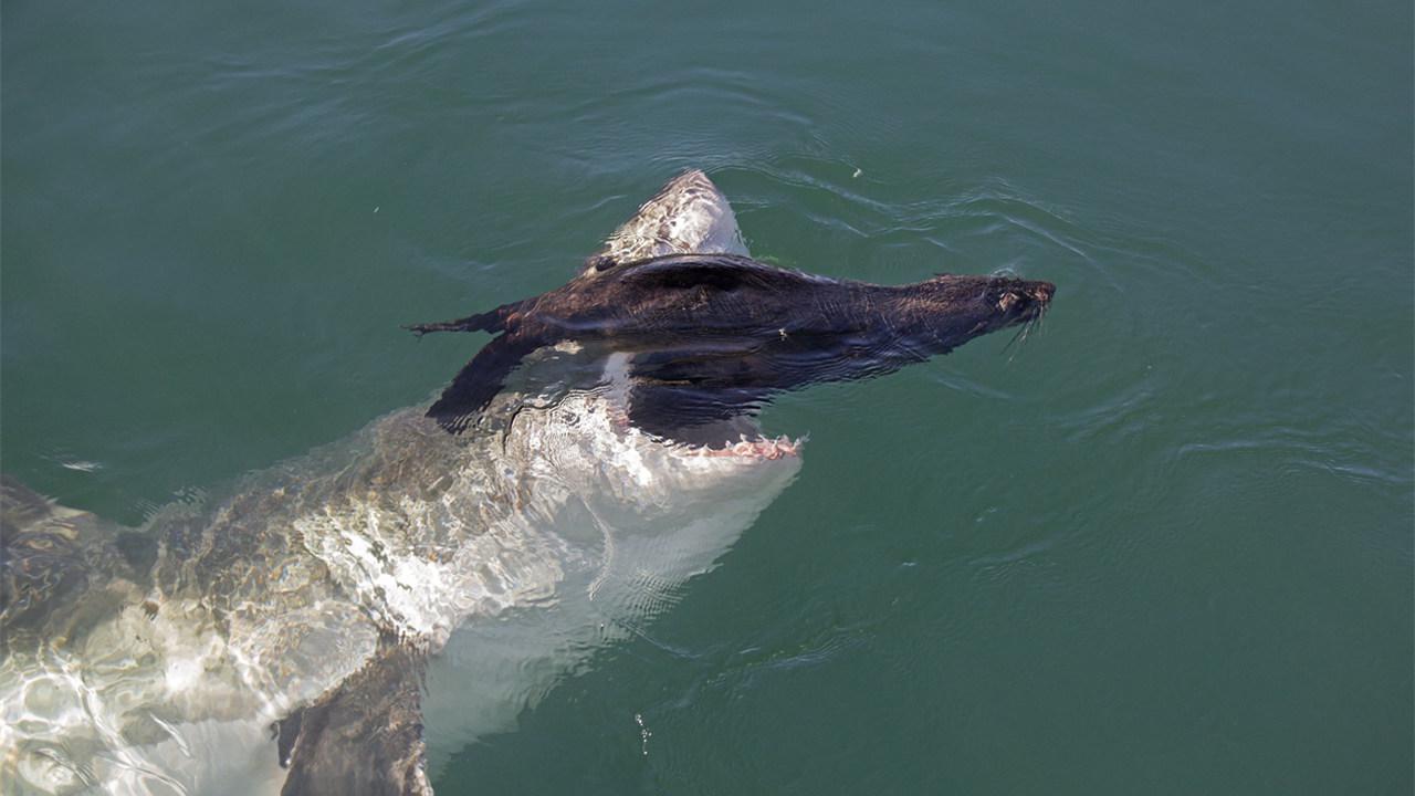 海岸边大白鲨袭击海豹将其撕咬 海水被染红