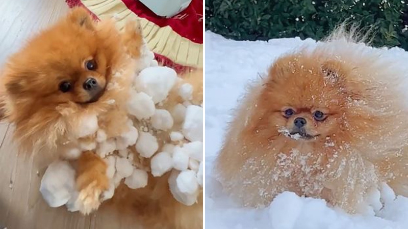 博美犬跳雪地里玩后浑身结满雪球在网上走红
