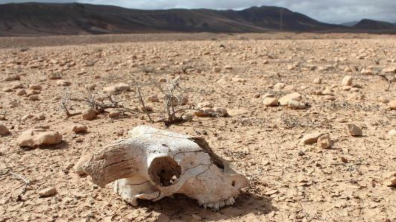 第六次生物大灭绝拉开序幕,大多数物种灭绝前,会持续存活多久?