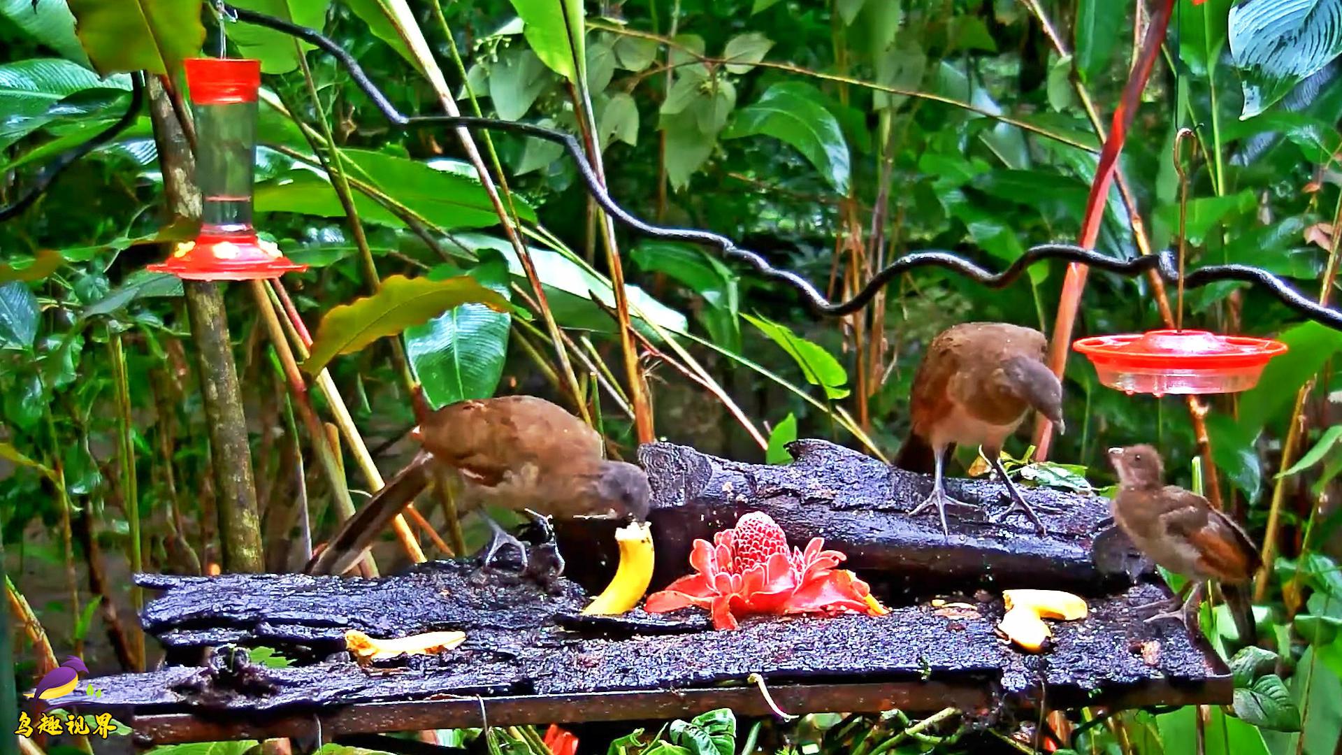 垫壳鸟食的配方？