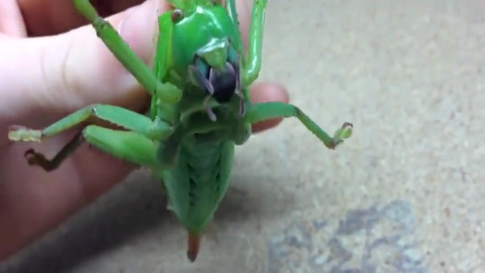 千万不要这样玩蝈蝈,蝈蝈咬起人来可疼了