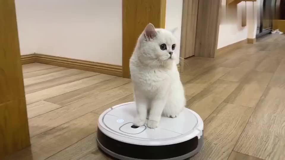 猫咪晚晚骑上了心爱的小摩托