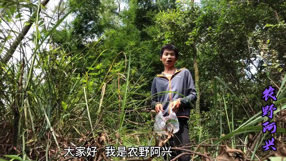 农村又到上山摘捻子的季节,捻子树没有以前多了,捻子果又瘦又小