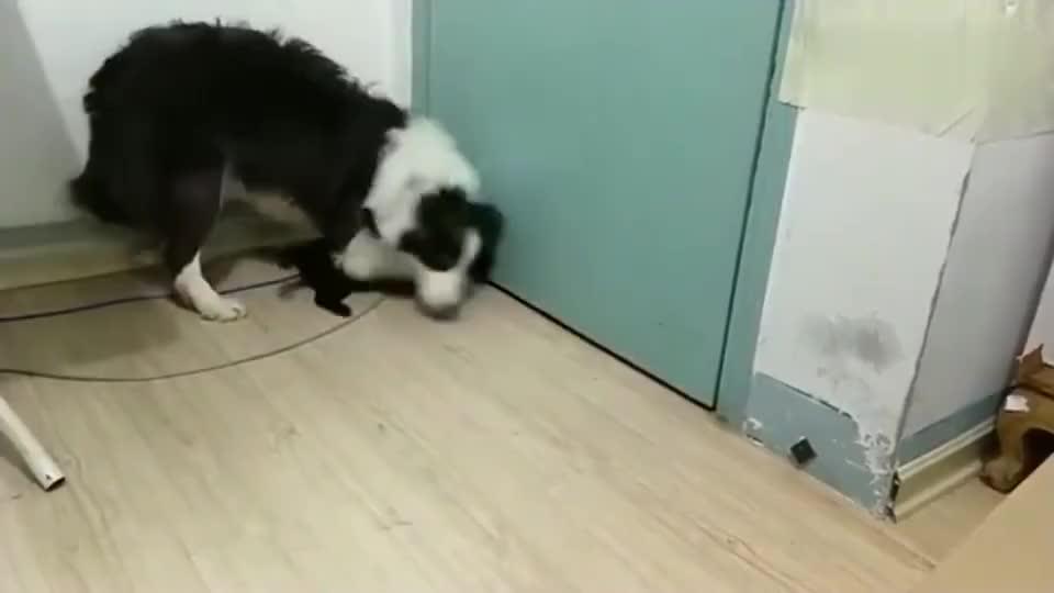 初生牛犊指的是哪类人 什么样的小牛最勇敢