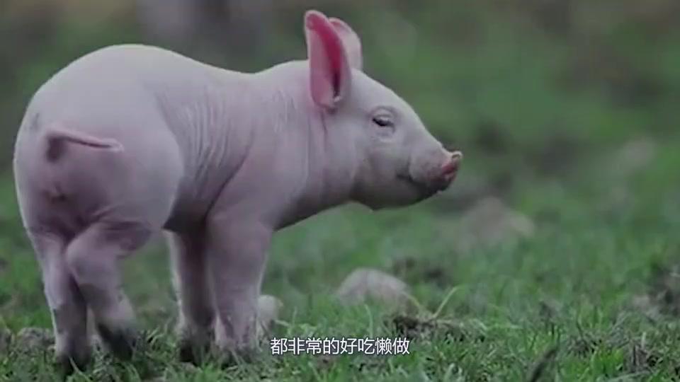 为什么都说猪是蛇的克星,难道有什么武器吗?看完涨知识了