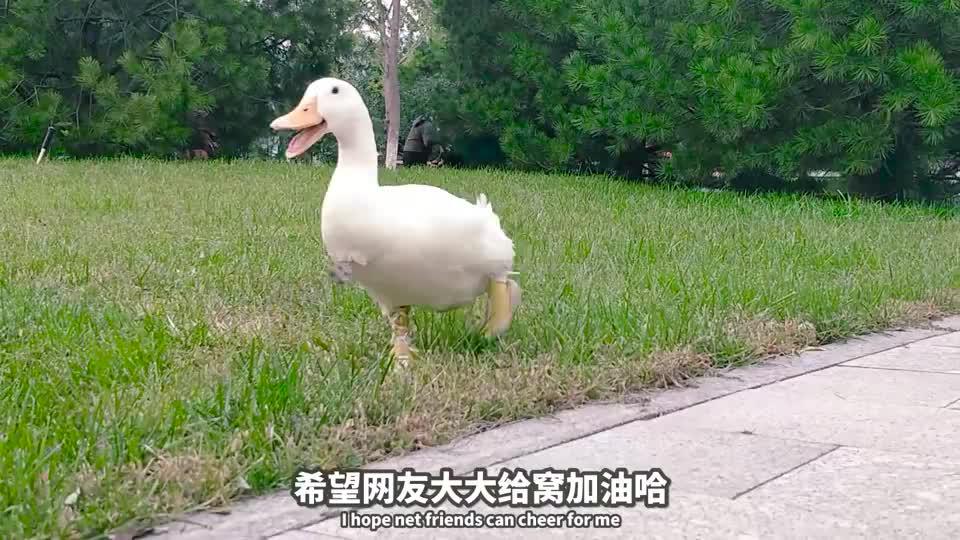 播放 00:00 02:57 02:57 为您推荐: 百万大军齐出动,冲鸭场面壮观 为