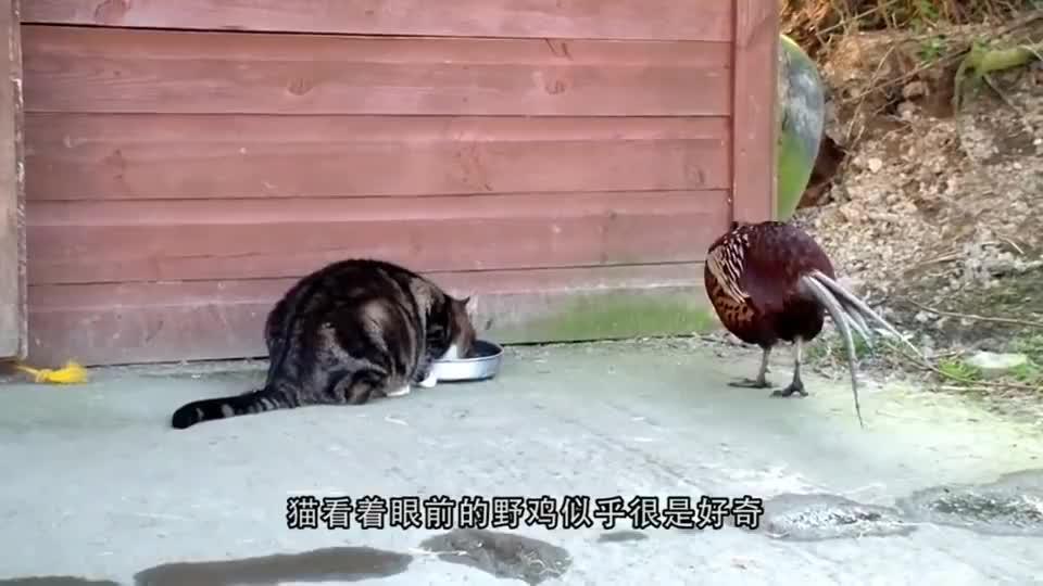 猫咪正在吃饭,野鸡突然跑来抢食,下一秒大家请憋住别笑