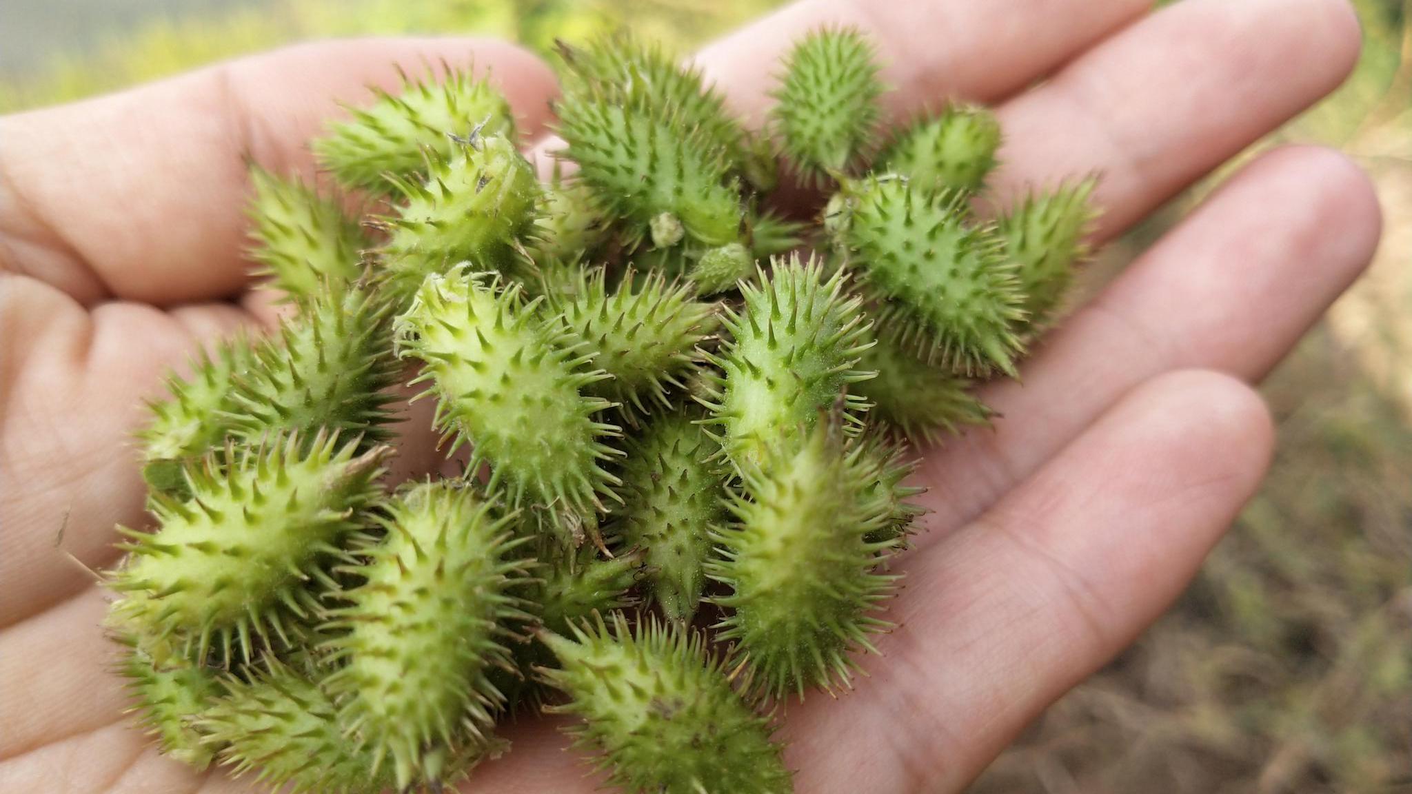 这种野生草籽,煮水泡脚对身体真好,上班族和白领了解不吃亏!