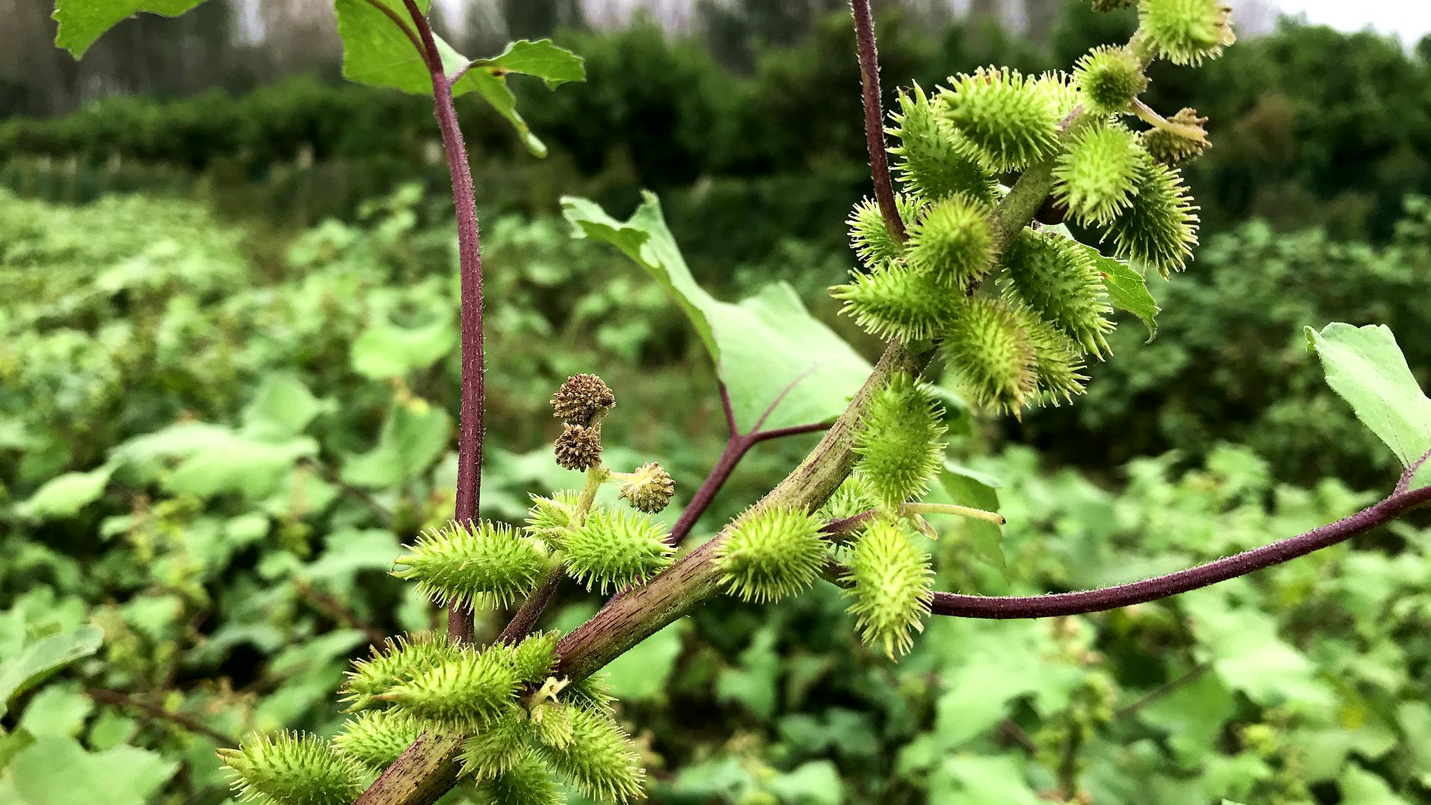 农村常见的植物"苍耳",用途却是上班族的福音,秋冬刚好用得上
