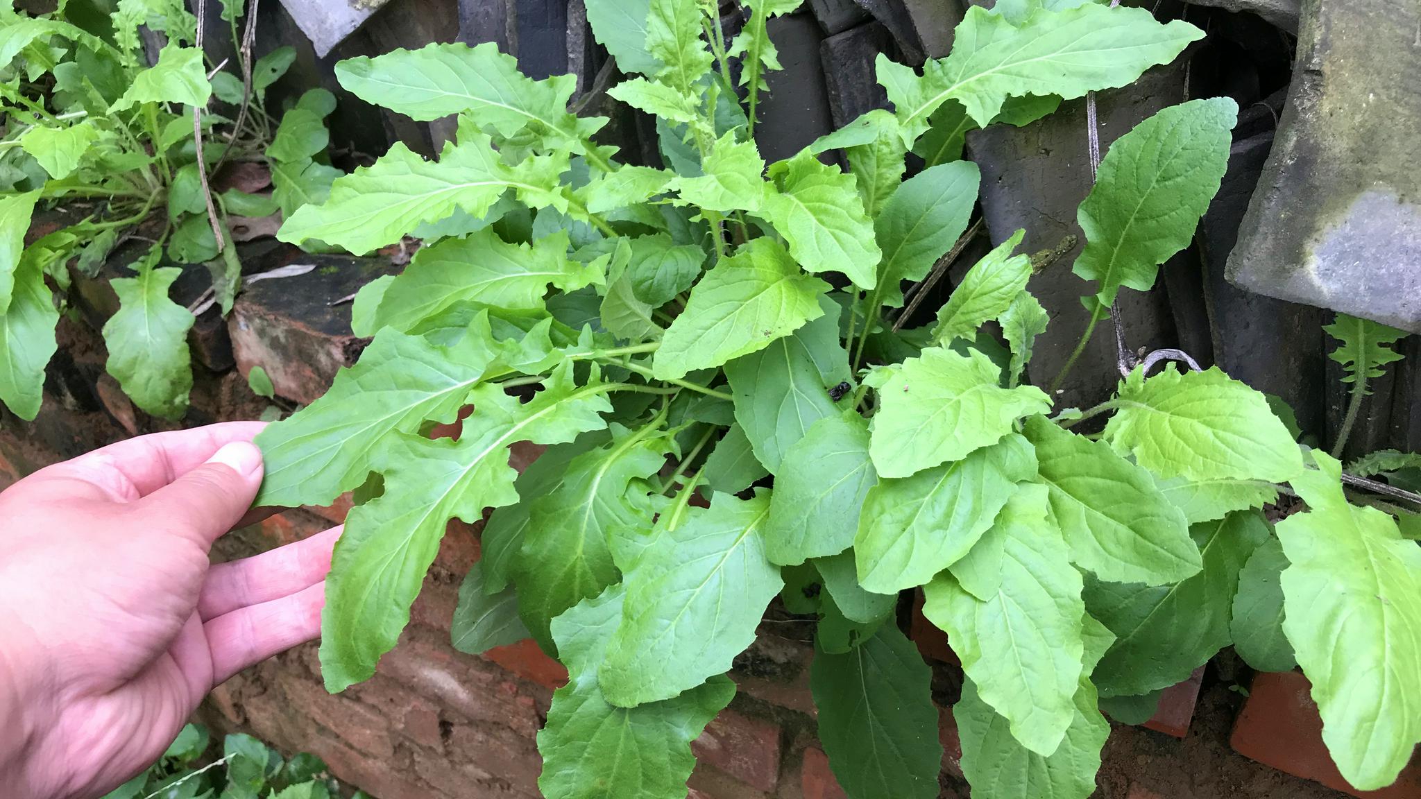 今天终于找到"还阳草",酷似蒲公英价值高,30元一斤野菜奢侈品